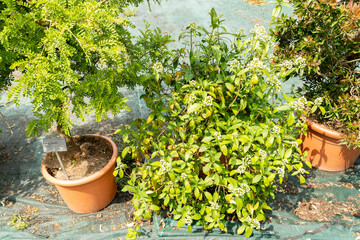 Dichroa Febrifuga plant in Zurich in Switzerland 16.6.25