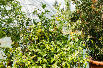 Dichroa Febrifuga plant in Zurich in Switzerland 16.6.25