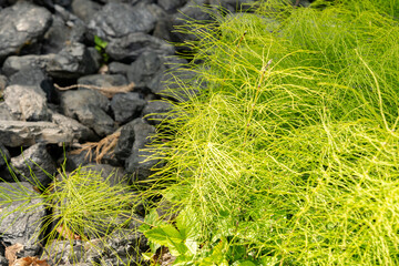 Meadow horse tail or Equisetum Pratense plant in Zurich in Switzerland 16.6.25