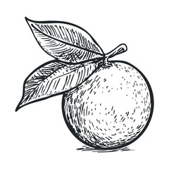 Orange fruit with green leaves in detailed sketch style design