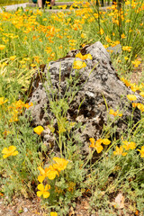 Golden poppy or Eschscholzia Californica plant in Zurich in Switzerland 16.6.25
