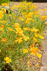 Golden poppy or Eschscholzia Californica plant in Zurich in Switzerland 16.6.25