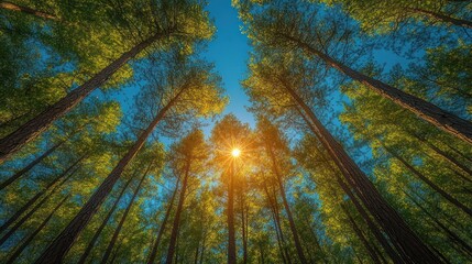 Obraz premium Sunbeams Illuminate a Forest of Tall Trees from Below