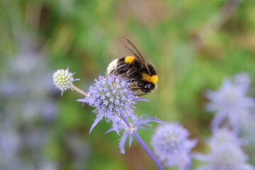 Close-up of a bumblebee on a purple flower.
