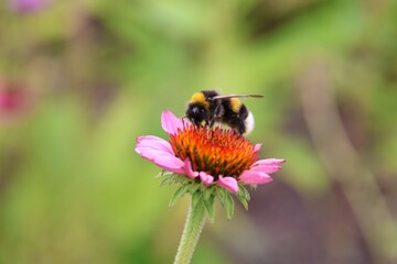 Bumblebee on a Pink Flower