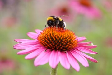 Bumblebee on Pink Coneflower
