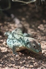 Lizard on a Rocky Surface