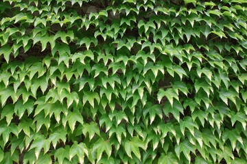 Vibrant Green Ivy Wall Texture