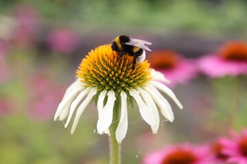 Bumblebee on a vibrant coneflower