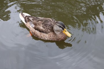 Mallard Duck in a Calm Pond