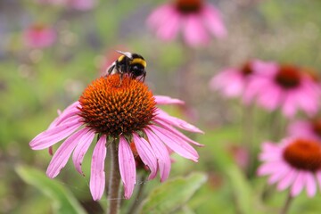 Bumblebee on Pink Echinacea Flower