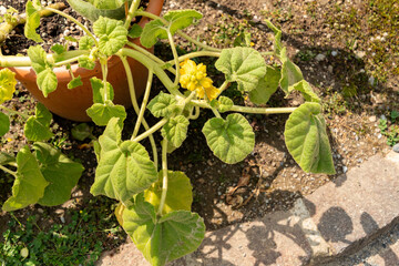 Yellow unicorn or Ibicella Lutea plant in Zurich in Switzerland 16.6.25