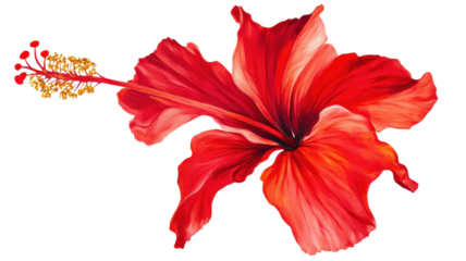 Vibrant red hibiscus flower displayed against a clean white background showcasing intricate petal details and natural beauty on transparent background