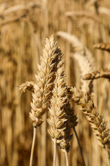 Ripening golden wheat ears captured in close-up on a countryside farm field, representing farming, seasonal harvest, and cereal production. Part of the “Agriculture” series.