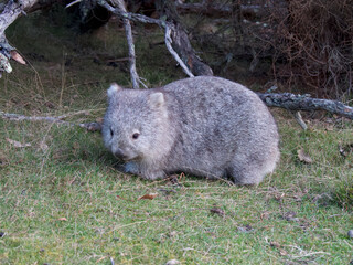 a wombat in Maria Island Tasmania Australia