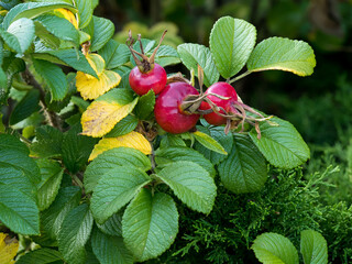 Rosehip, (Rosa canina L.), dog rose, pine needles, ripening fruits on twigs in a natural environment against the background of leaves at close range, Medicinal plant, Herbal raw material