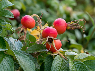 Rosehip, (Rosa canina L.), dog rose, pine needles, ripening fruits on twigs in a natural environment against the background of leaves at close range, Medicinal plant, Herbal raw material