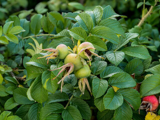 Rosehip, (Rosa canina L.), dog rose, pine needles, ripening fruits on twigs in a natural environment against the background of leaves at close range, Medicinal plant, Herbal raw material