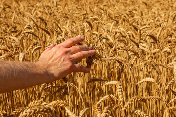 An agronomist runs his hand over ears of ripe golden wheat, assessing its maturity and harvest time. Part of the “Agriculture” series.