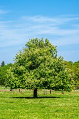 Shugborough Estate, House and Garden, Great Haywood, Staffordshire, England