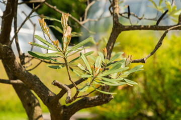 Coast banksia or Banksia Integrifolia plant in Zurich in Switzerland 16.6.25