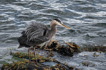 Great blue heron (Ardea herodias) standing on rocks at the ocean in West Vancouver, British Columbia, Canada.