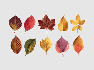 Fototapeta premium Autumn leaves illustration vector