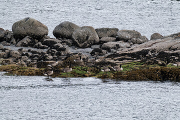 Obraz premium Canada geese standing on rocks in the ocean in West Vancouver, British Columbia, Canada
