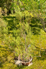 Phylica Paniculata plant in Zurich in Switzerland 16.6.25