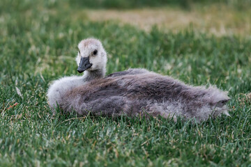 Fototapeta premium Baby goose sitting in the grass.