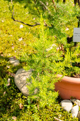 Erica Versicolor plant in Zurich in Switzerland 16.6.25