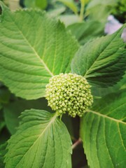 young hydrangea sprouts close up