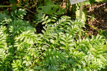 Silverweed or Argentina Anserina plant in Zurich in Switzerland 16.6.25