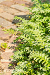 Silverweed or Argentina Anserina plant in Zurich in Switzerland 16.6.25