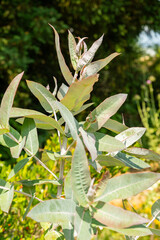 Southern blue gum or Eucalyptus Globulus plant in Zurich in Switzerland 16.6.25