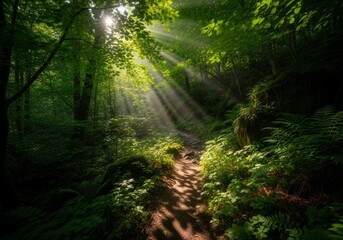 Naklejka premium Sunlit Forest Path - A sunlit path winds through a lush green forest, dappled sunlight creates a magical atmosphere