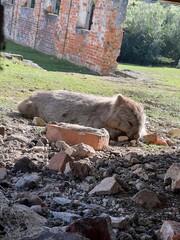 a wombat sleeping in Maria Island Tasmania Australia