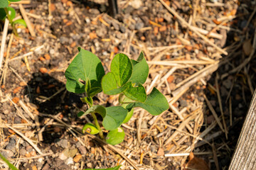 Soy bean or Glycine Max plant in Zurich in Switzerland 16.6.25