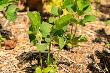 Soy bean or Glycine Max plant in Zurich in Switzerland 16.6.25