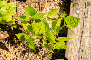 Adzuki bean or Vigna Angularis plant in Zurich in Switzerland 16.6.25