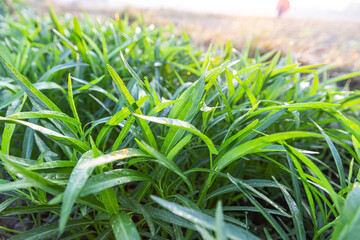Organic vegetable garden in the countryside, bright green water spinach, commonly known as water spinach or kangkung, morning glory, and pomoea aquatica. Taken in the beautiful morning sunlight.