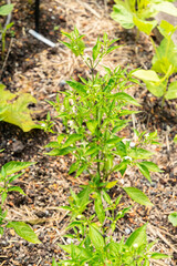 Capsicum Annuum Thai Hot plant in Zurich in Switzerland 16.6.25