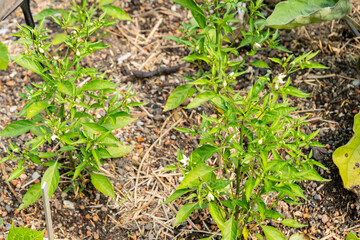Capsicum Annuum Thai Hot plant in Zurich in Switzerland 16.6.25