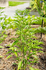 Capsicum Annuum Thai Hot plant in Zurich in Switzerland 16.6.25