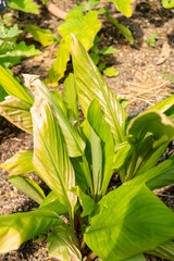 Obraz premium Chinese keys or Boesenbergia Rotunda plant in Zurich in Switzerland 16.6.25