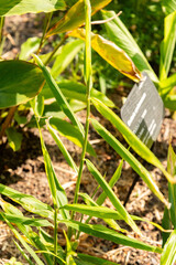 Ginger or Zingiber Officinale plant in Zurich in Switzerland 16.6.25