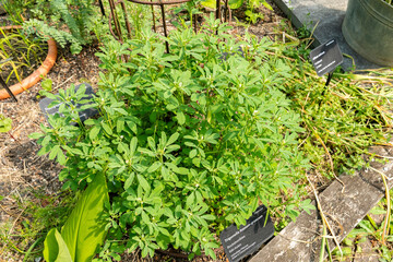 Fenugreek or Trigonella Foenum Graecum plant in Zurich in Switzerland 16.6.25
