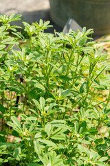 Fenugreek or Trigonella Foenum Graecum plant in Zurich in Switzerland 16.6.25
