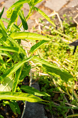 Water spinach or Ipomoea Aquatica plant in Zurich in Switzerland 16.6.25