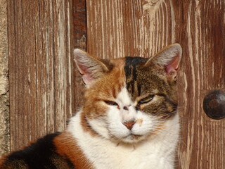 [Spain] A Calico cat  cat sitting in front of a brown wall (The Alhambra, Granada)
